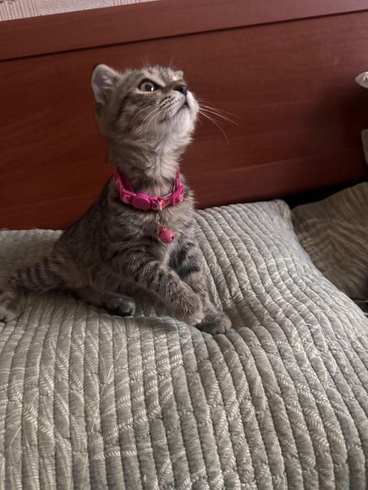 Нежная девочка скотишфолд в добрые руки. 3 мес. Привита. Есть паспорт