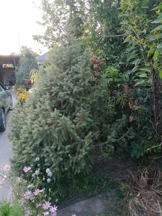 Продам ели в отличном состоянии