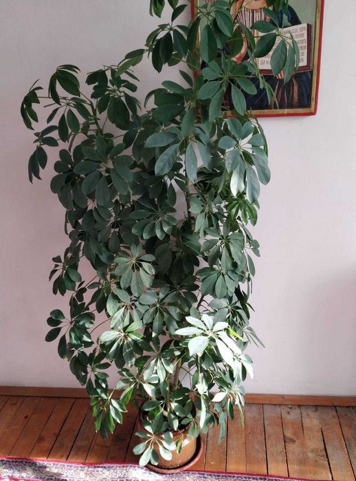 Шефлера - декоративно растение с височина 170 см и много стъбла