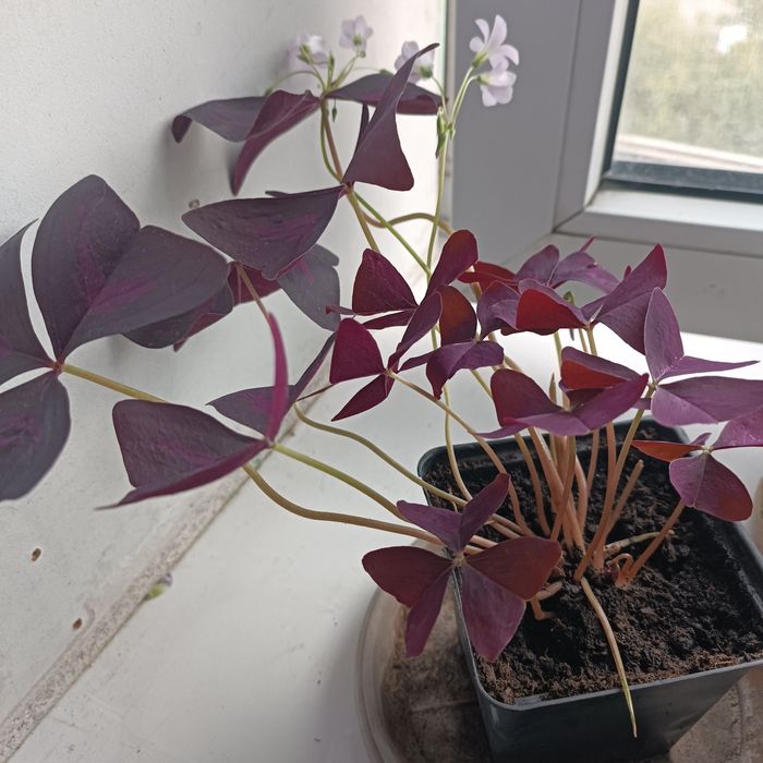 Комнатный цветок