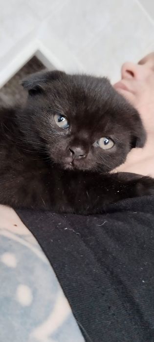 Шотландские девочки