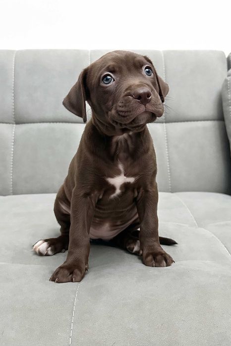 Продаются щенки американского питбуля RED NOSE/pitbuli kuchuklari