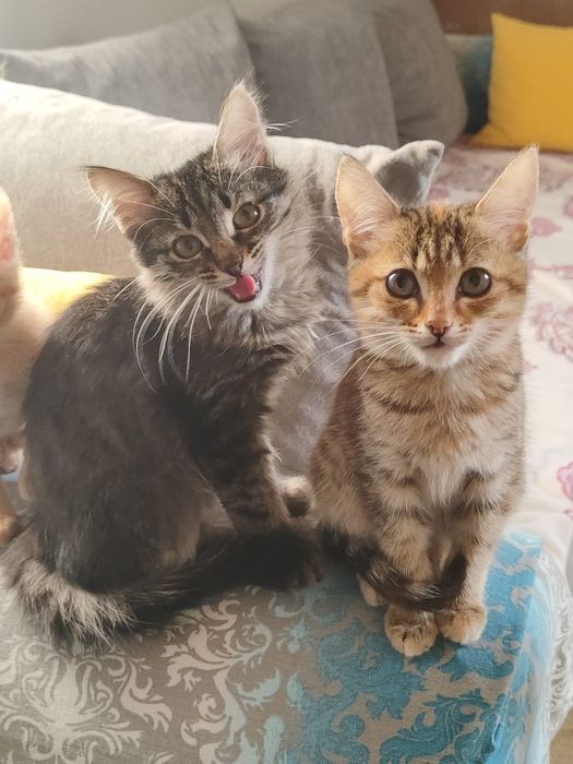 Отдам котята в добрые руки