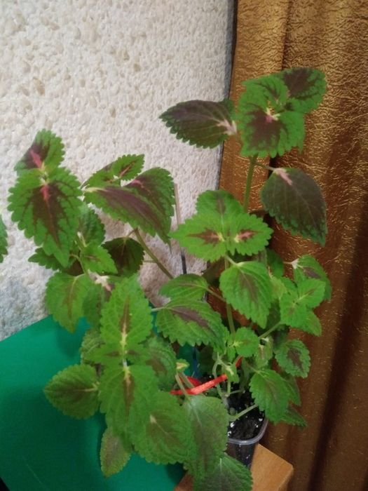 Колеус. Продам..