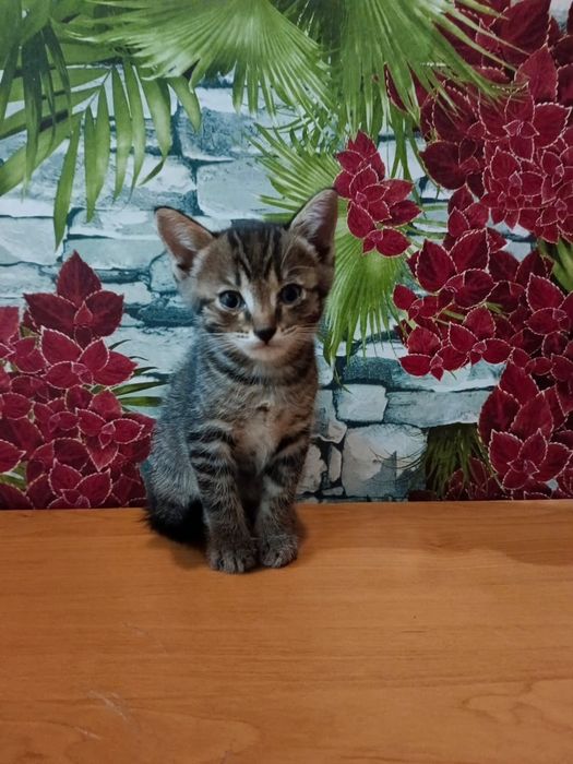 Отдадим котят в добрые руки