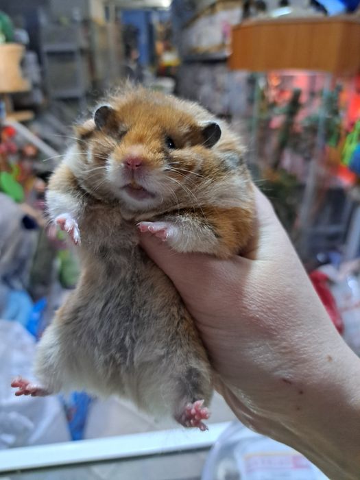 Сирийские хомяки