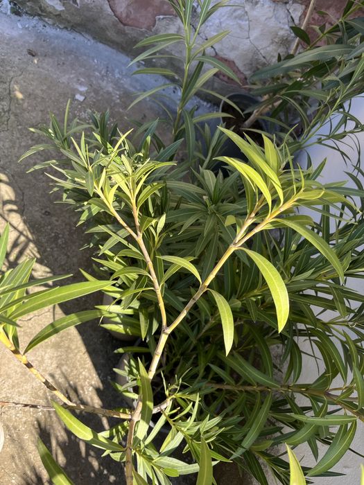 Зокум, Лян, Олеандър