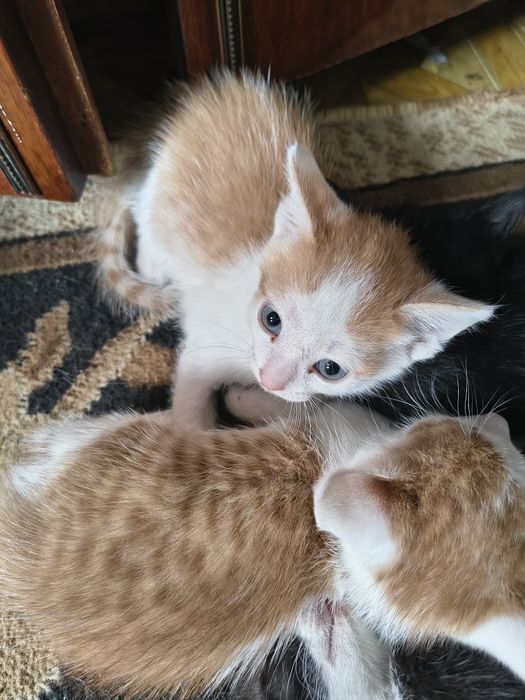 Отдам котят в хорошие руки