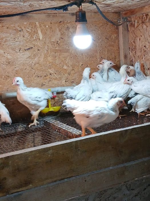 Бір айлық балапандар Адлер цыплята