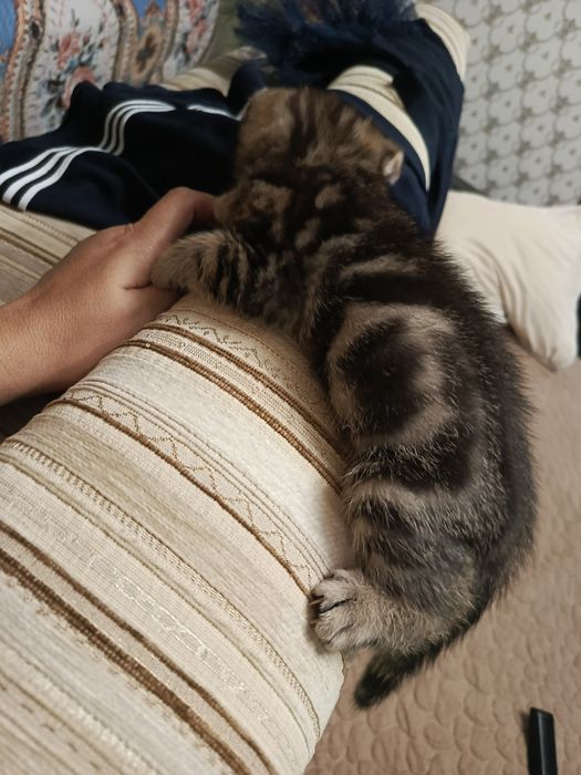 Вислоухие котята мальчики
