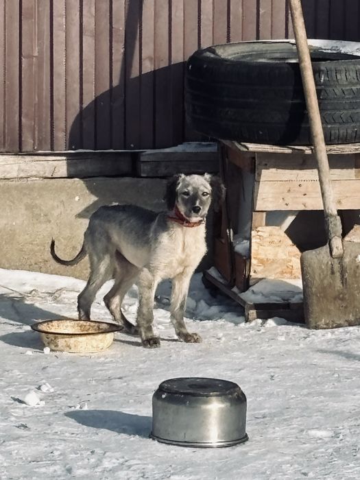 Ургашы тазы кушик сатылады