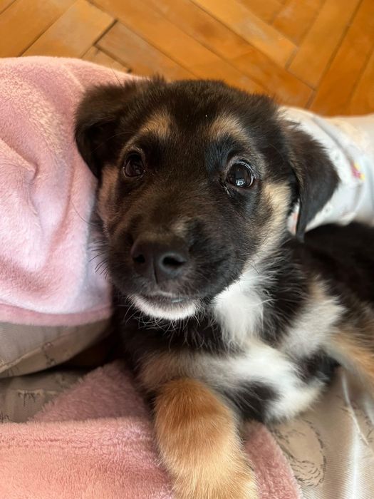 Рокси и Лара търсят дом