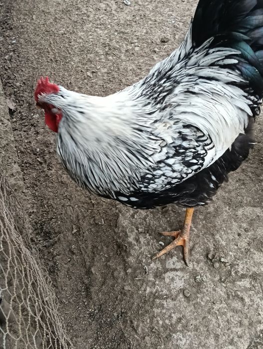 Cocoși Wiandotte Argintiu