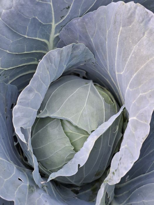 Varza Bucurest Recolta proprie