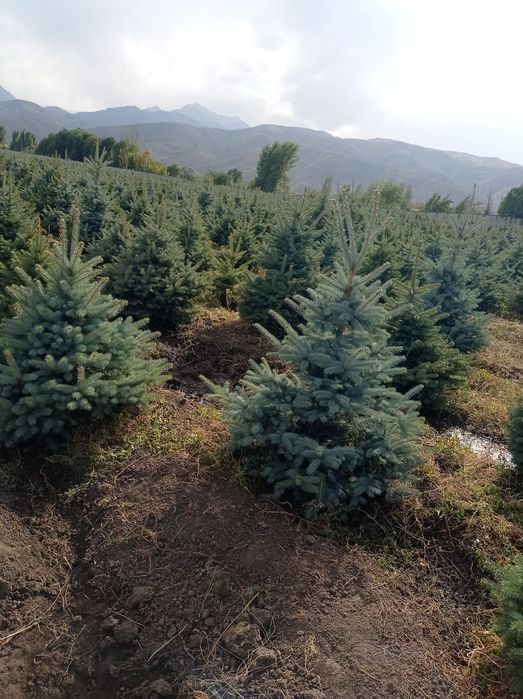 Galiboyyel yel oq archa