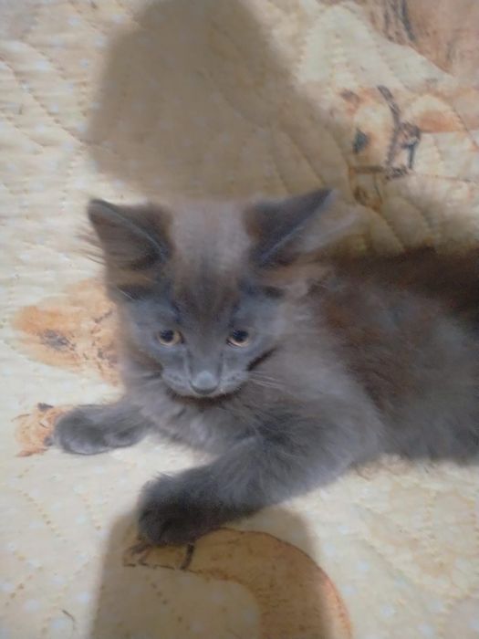 Отдам котят даром