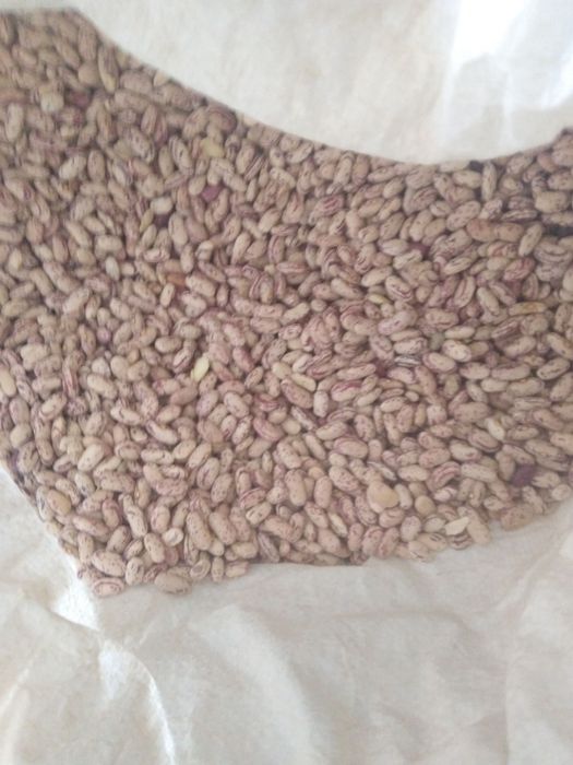 Fasol sotiladi sifatli