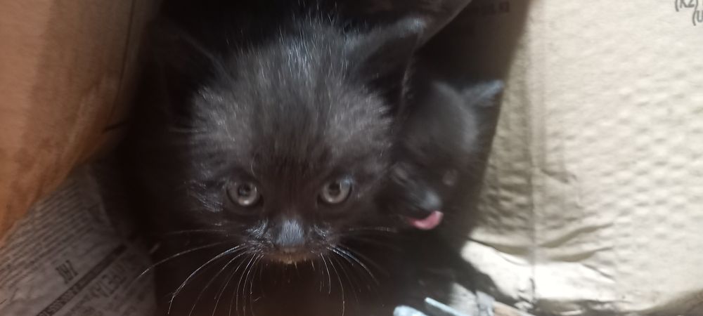 Отдам котят в самые добрые руки !