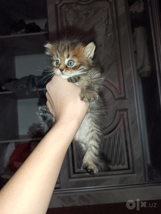 Продаются котята