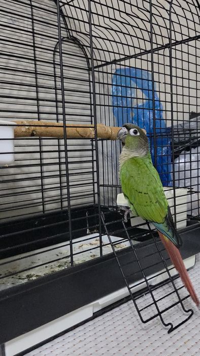 Продам ручные папугаи перура