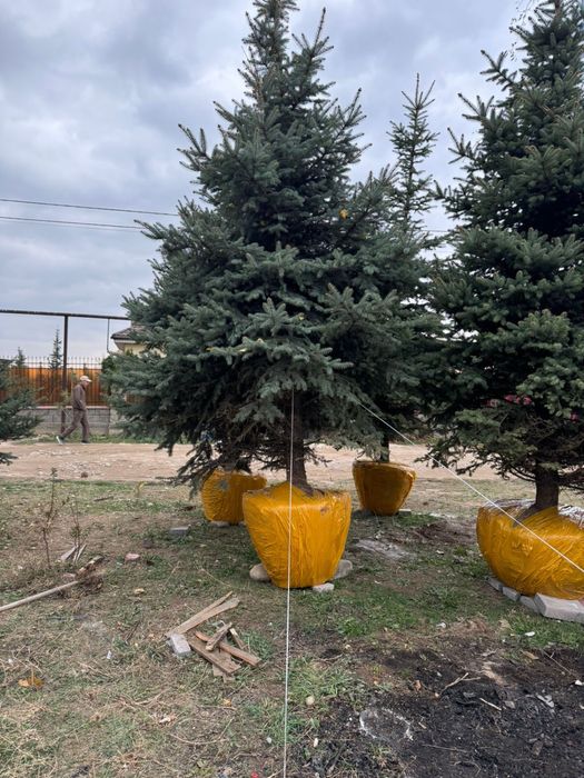 Голубая ель, зеленая ель с посадкой