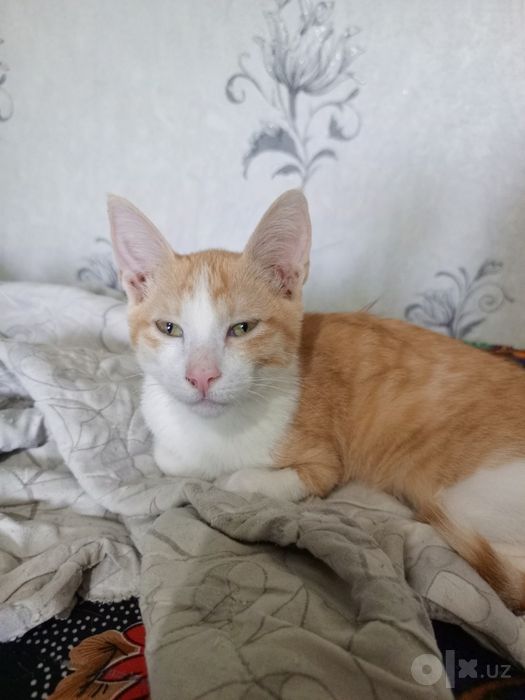 Котенок в добрые руки