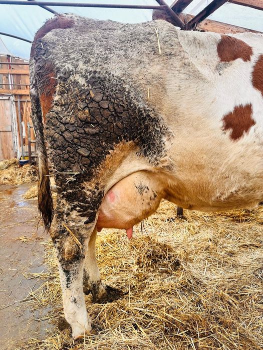 Vacă de vânzare la alegere