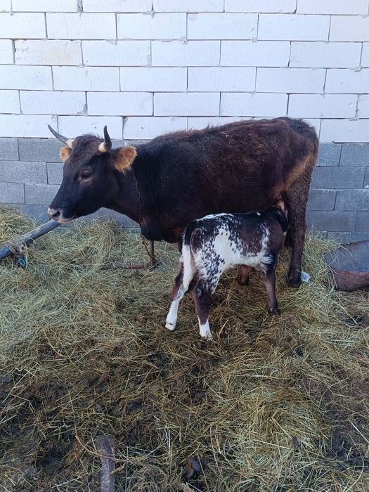 Vând vaca cu tăuraș belgian