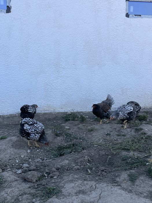 Продам петушков, курей