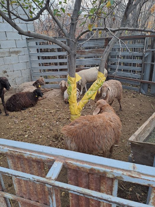 Токты сатам, продам