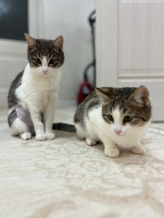 В добрые руки двух кошек