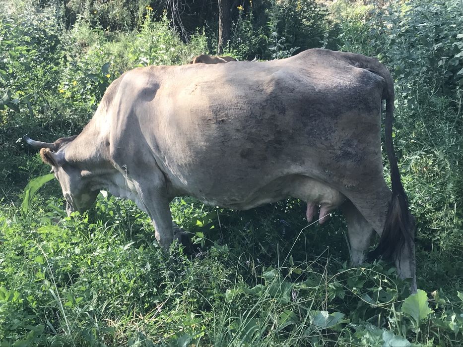 Продам двух коров