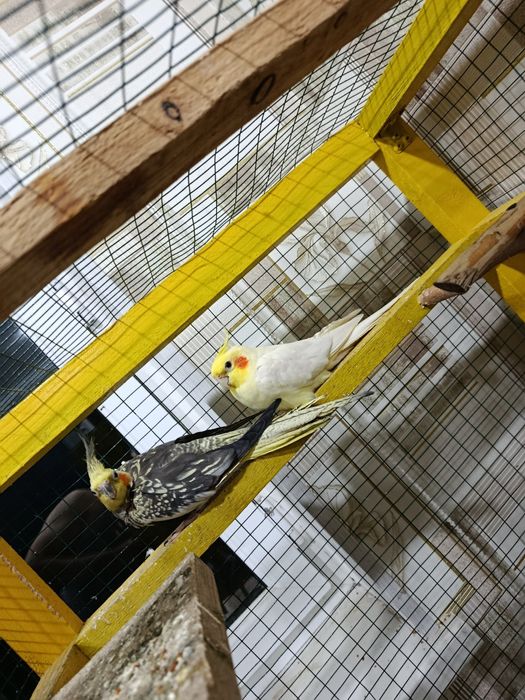 Корелла попугай уйасы менен