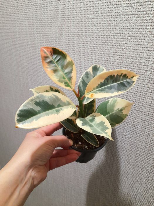 Продам Аглаонему