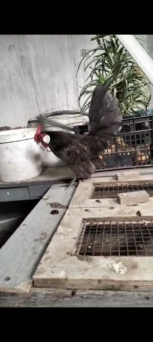 Петушок микс ява