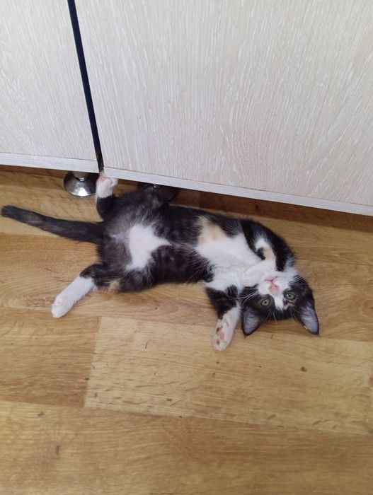 Добрый хозяин, отзовись.