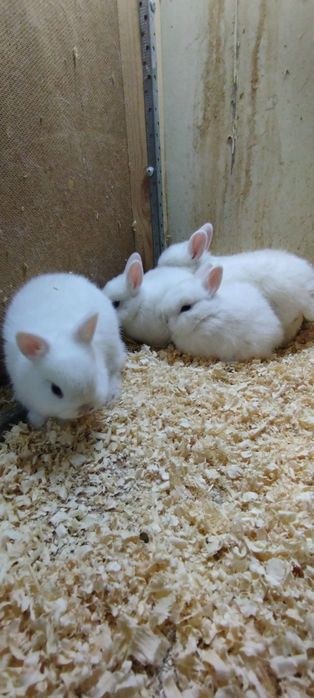 Karlik quyonchalar sotuvda 100 mindan