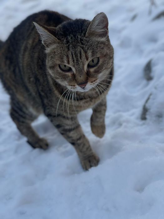 Кошка  трехцветная