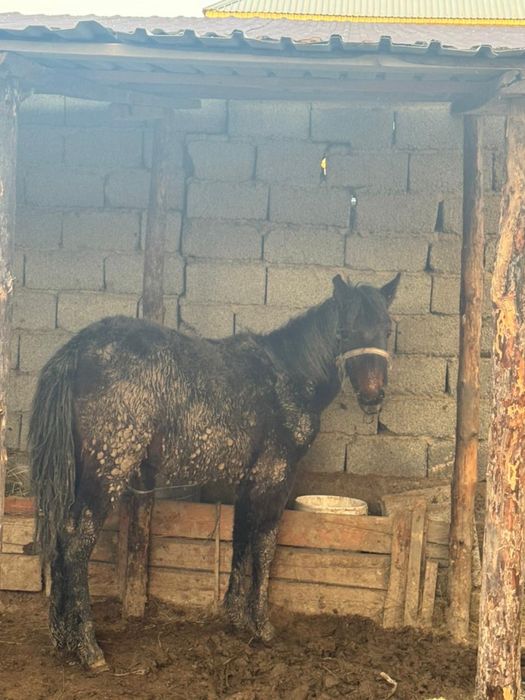 Ұрғашы тай сатылады!