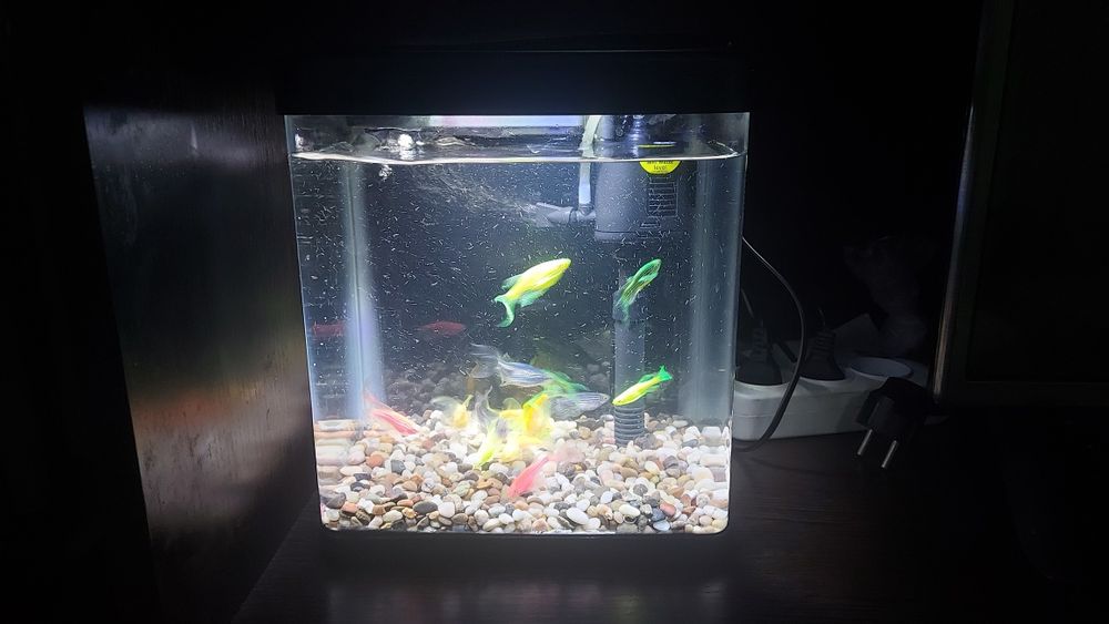 Продаётся аквариум вместе с рыбками данио