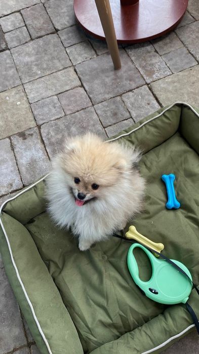 Щенок немецкого шпица