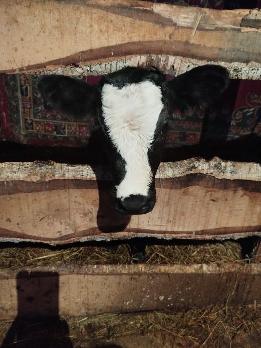 Продам теленка, тёлочку