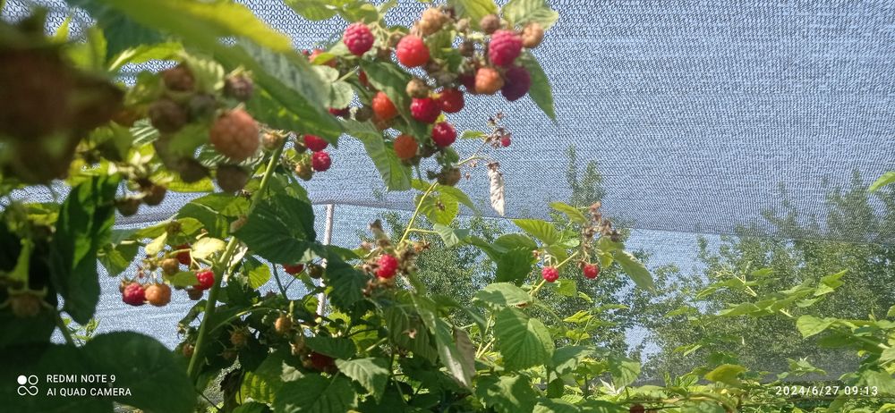 Malina ko'chatlar sotiladi