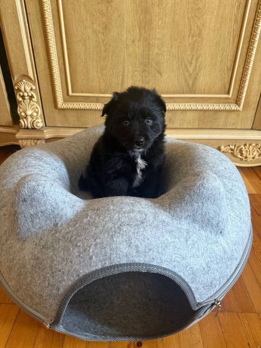 Отдам в добрые руки шенят