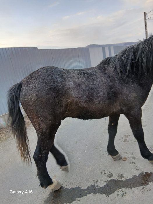 Vând harmăsar de 2 ani jumate învățat la căruță