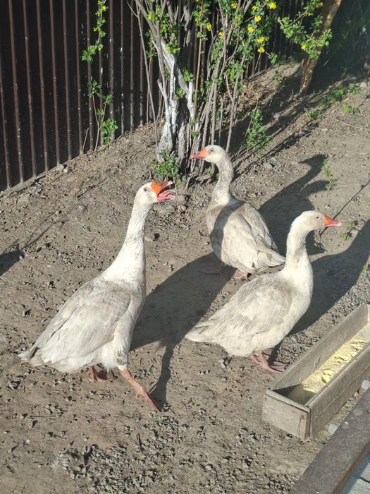 Жирные красивые гуси