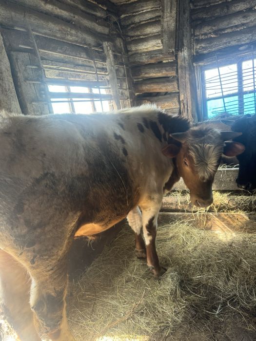 Продам быков …..