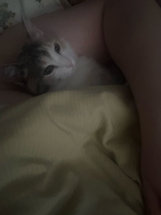 Отдам кошку в добрые руки