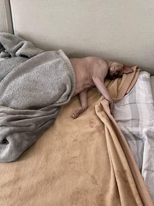 Передержка котиков