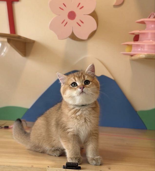 Британские котята шиншиллы